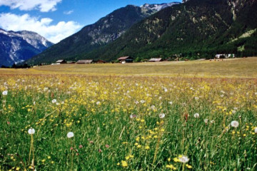 021 Wiese bei Maurach